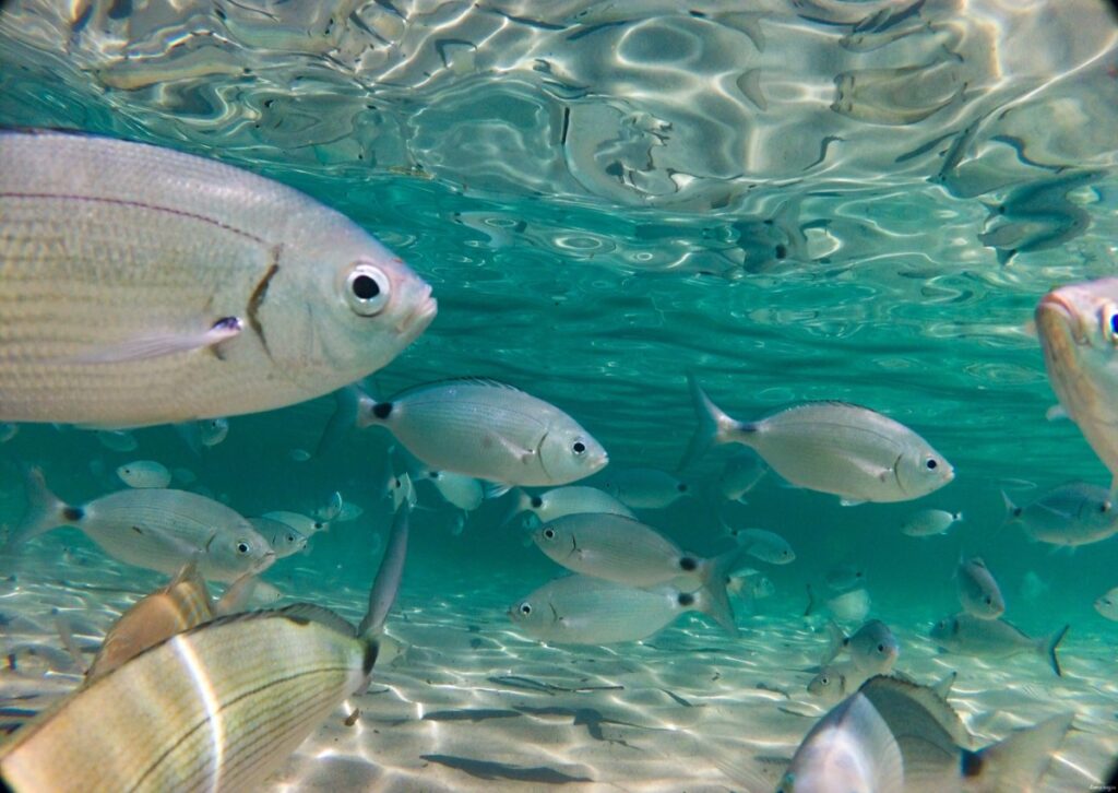 Les plus belles excursions depuis Hyères
