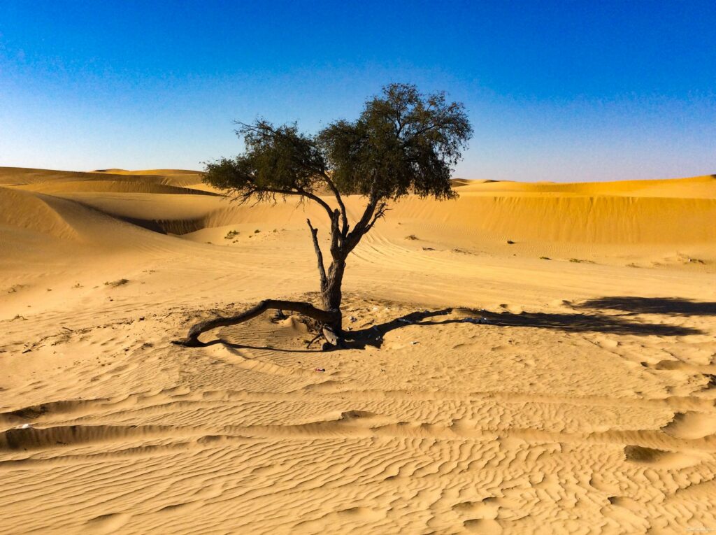 L&rsquo;oasis d&rsquo;Al Ain, jardin dans le désert
