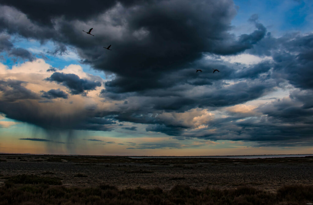 Que faire en Camargue : le guide ultime !