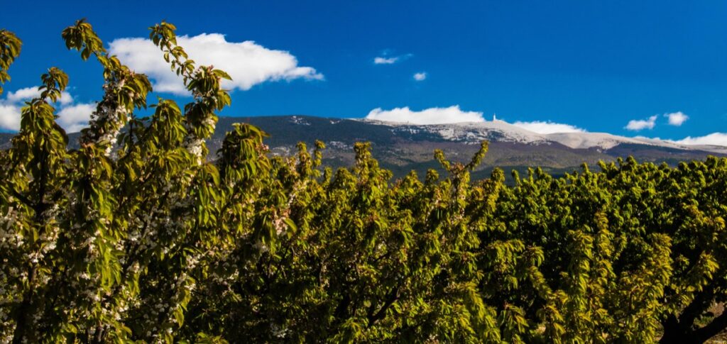 Le Mont Ventoux, gardien de Provence