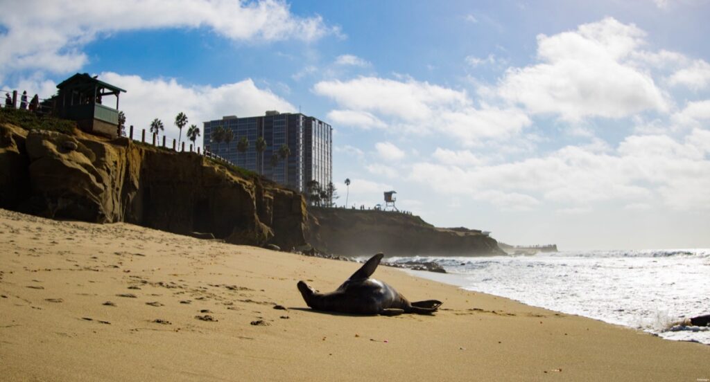 Otaries en folie à La Jolla, Californie