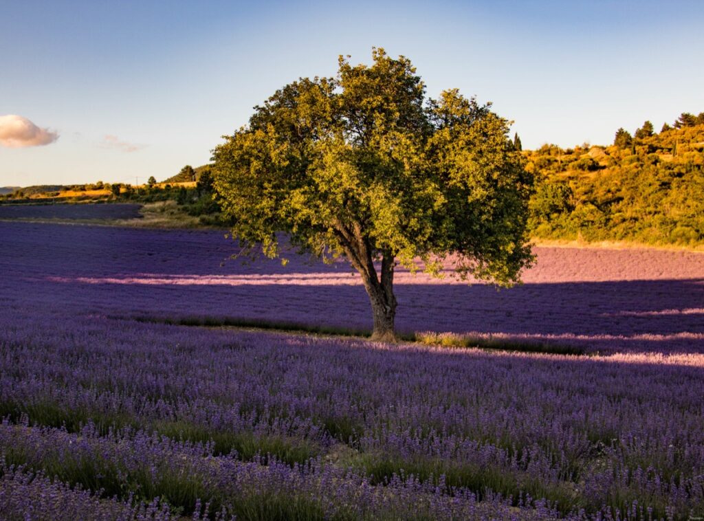Lavandes et rivières : un été en Haute-Provence