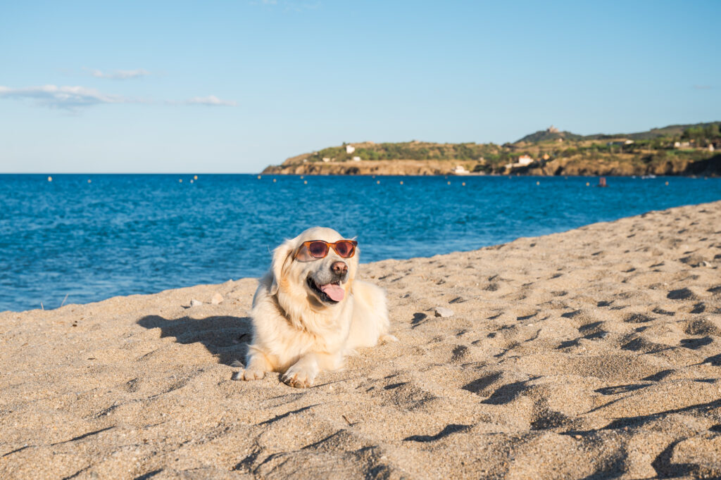 Argelès-sur-mer avec mon chien, un automne entre mer et montagne