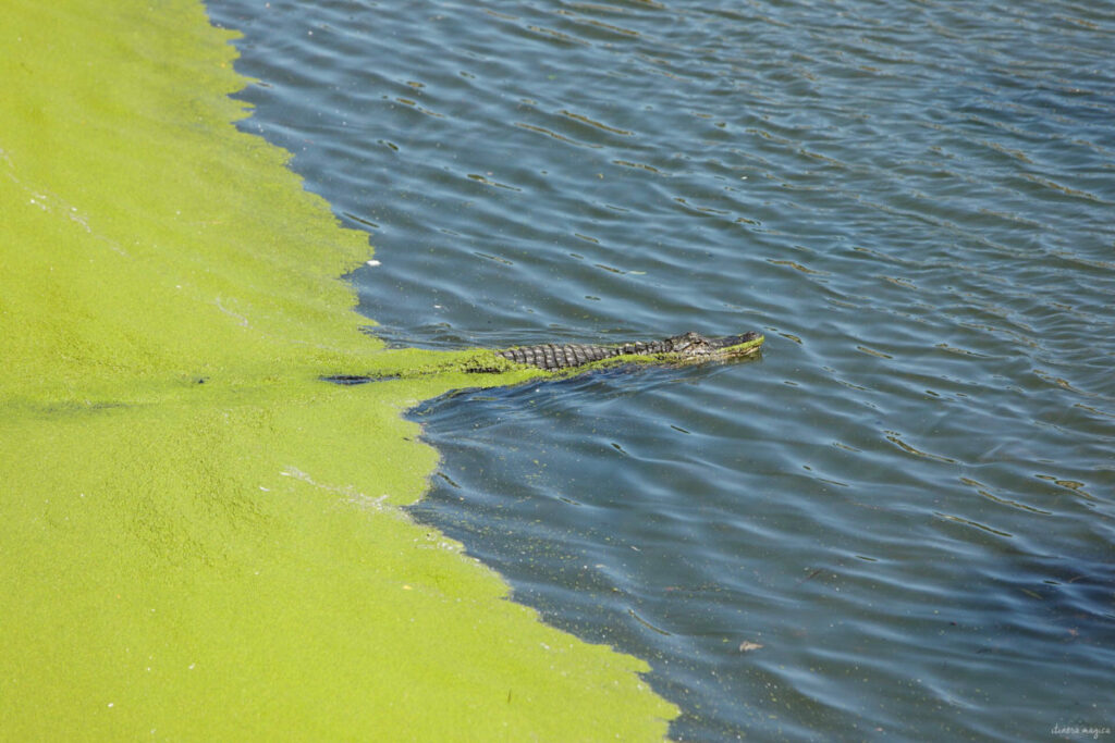 Au cœur des bayous de Louisiane
