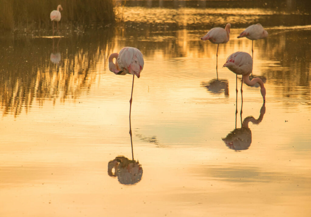 Venez passer un week-end avec moi en Camargue ! Photo et expériences