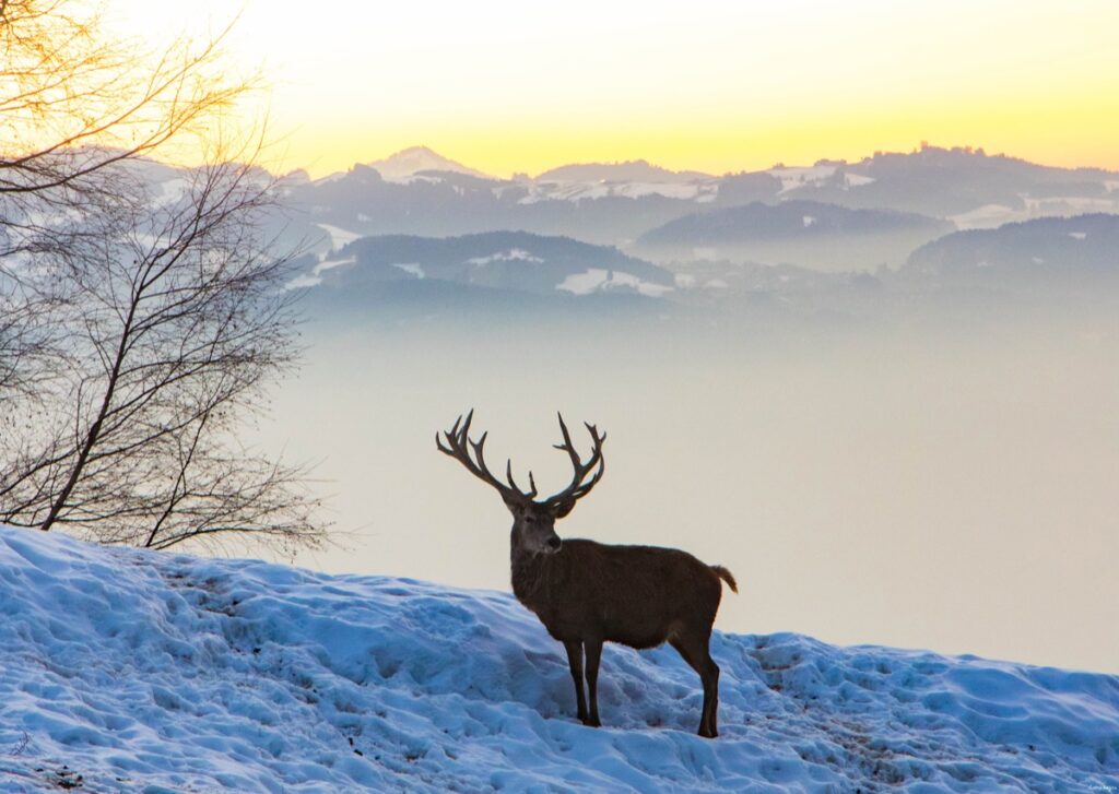 La fête du slip et du mouflon : Lindau et Bregenz