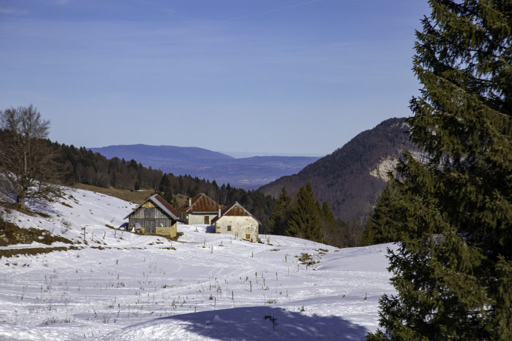 randonner avec mon chien à savoie grand revard dans les montagnes de chambéry