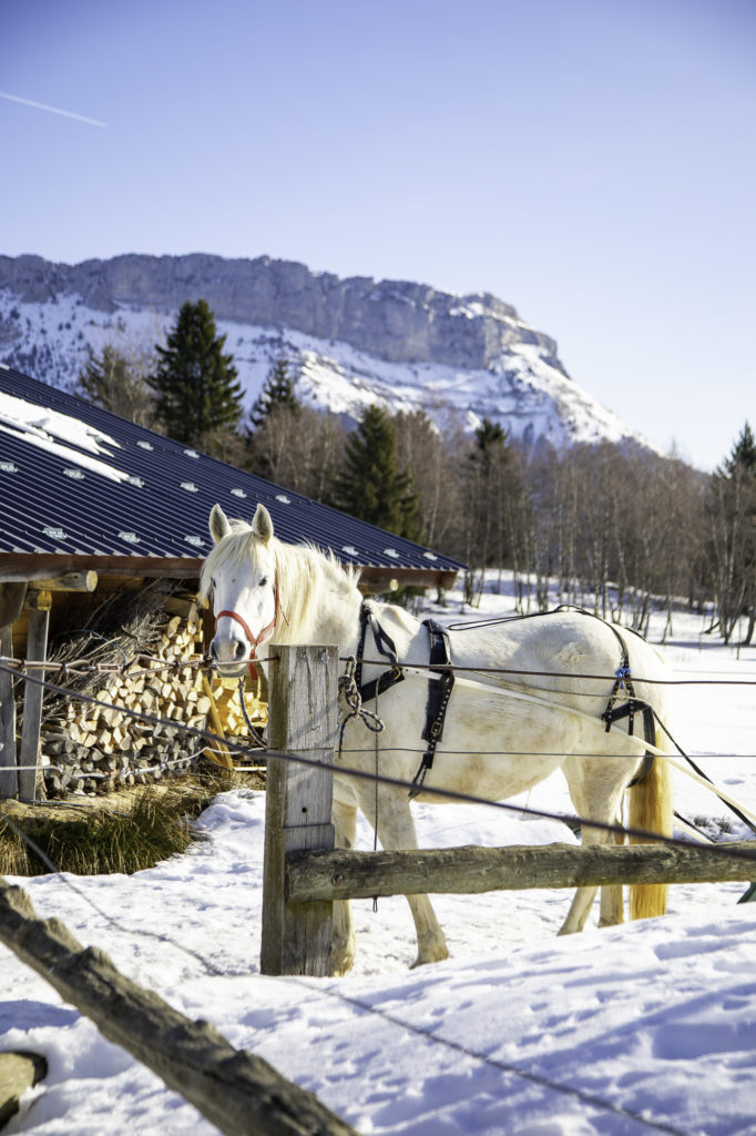 ski joering chevaux savoie grand revard chambery montagnes