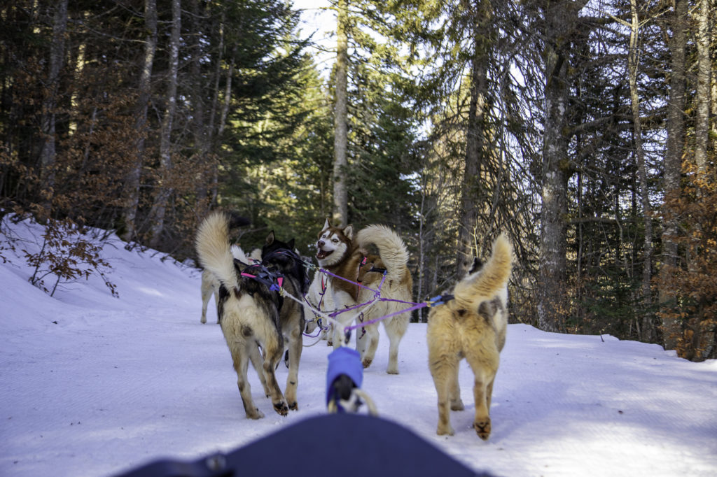 chiens de traineau savoie grand revard chambery montagnes