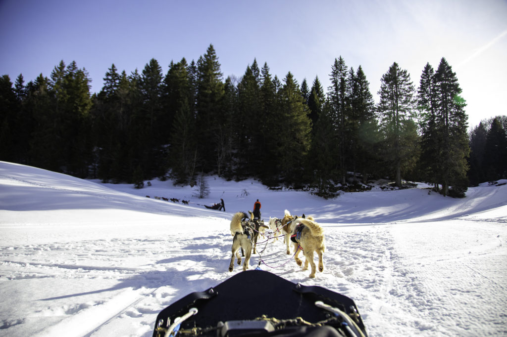 chiens de traineau savoie grand revard chambery montagnes
