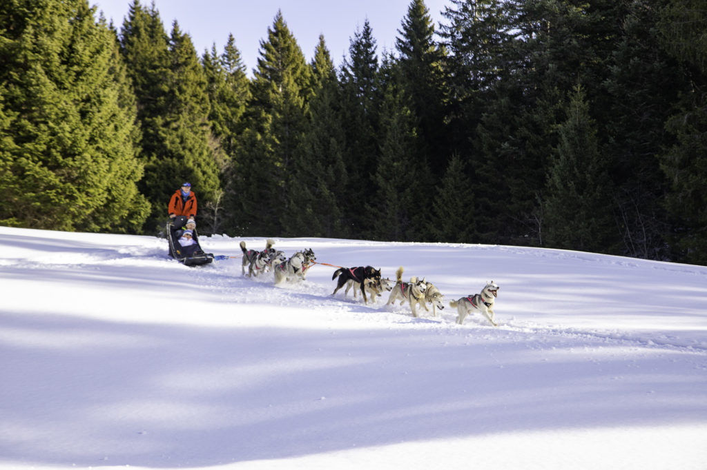 chiens de traineau savoie grand revard chambery montagnes