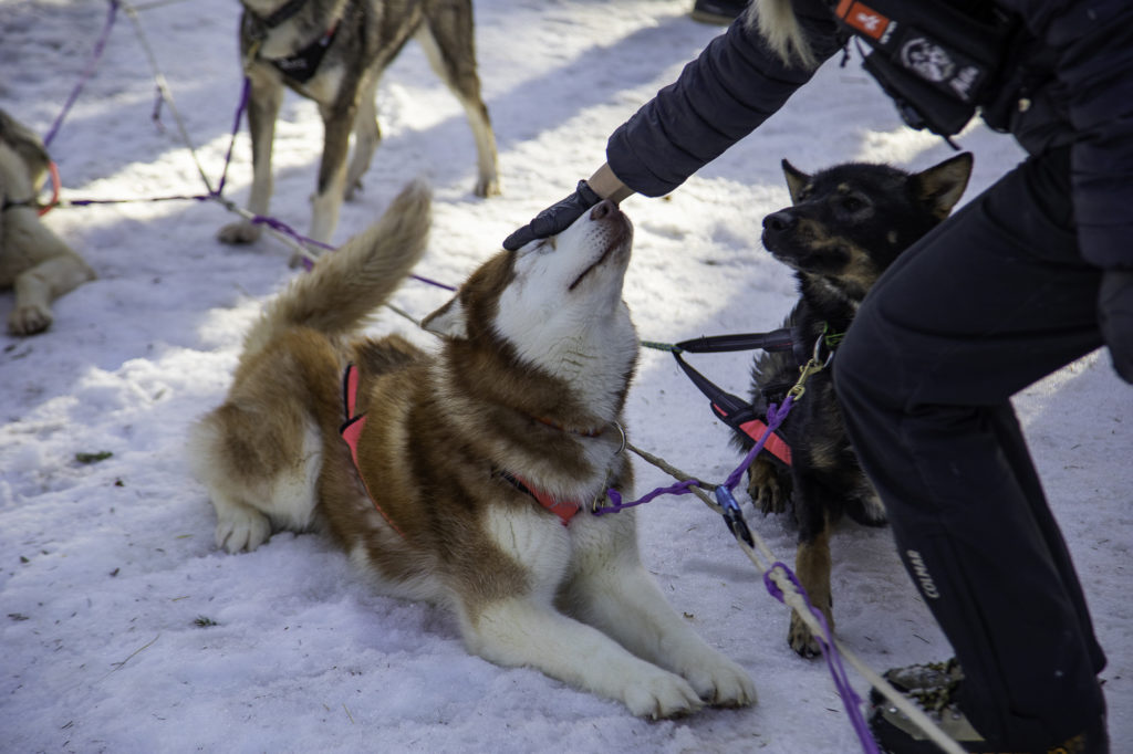 chiens de traineau savoie grand revard chambery montagnes