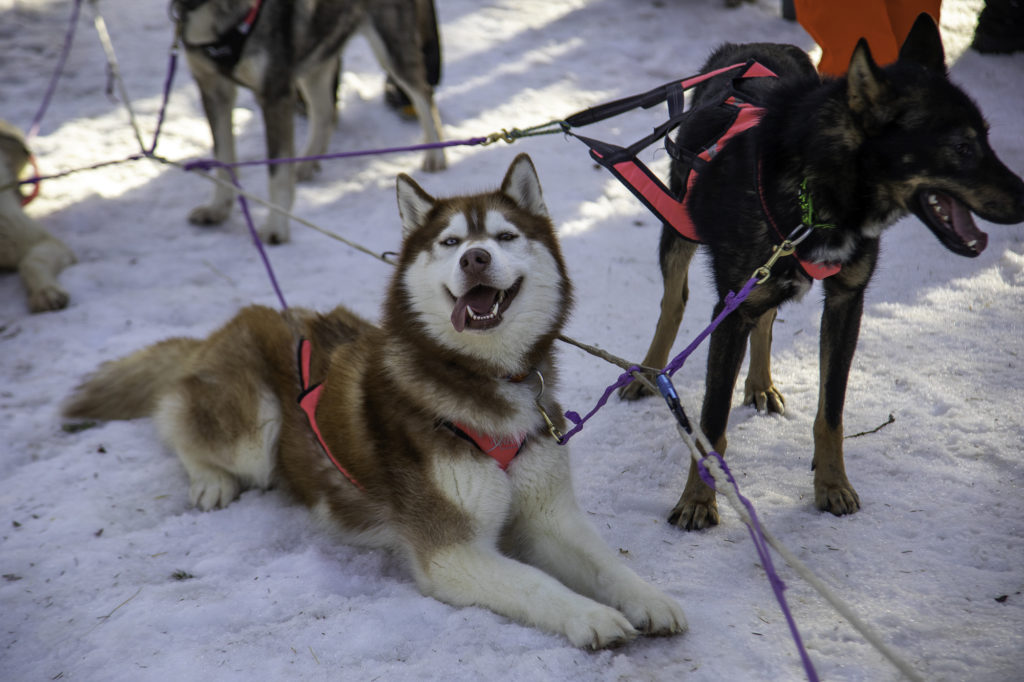 chiens de traineau savoie grand revard chambery montagnes
