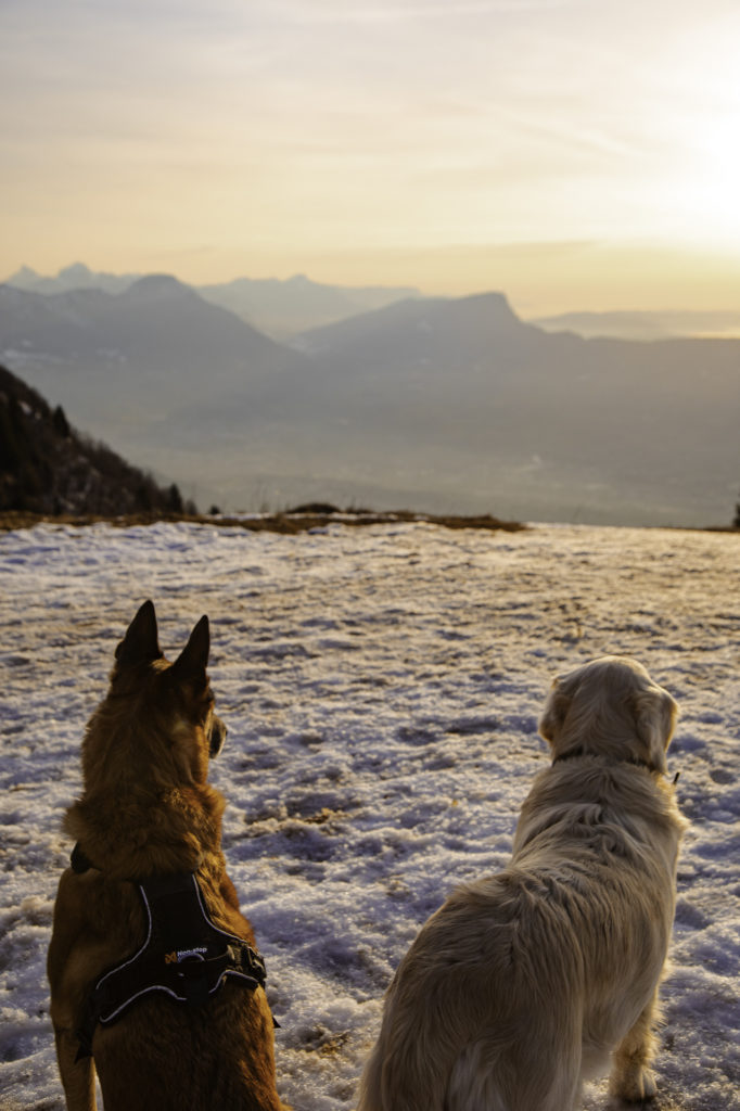 randonner avec mon chien à savoie grand revard dans les montagnes de chambéry