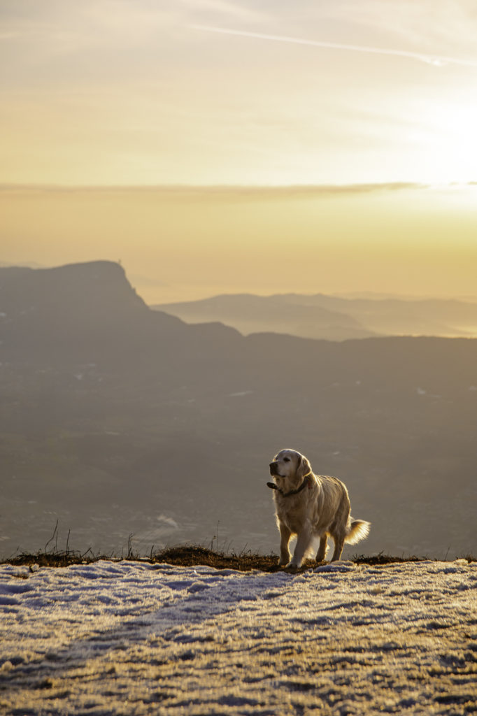 randonner avec mon chien à savoie grand revard dans les montagnes de chambéry