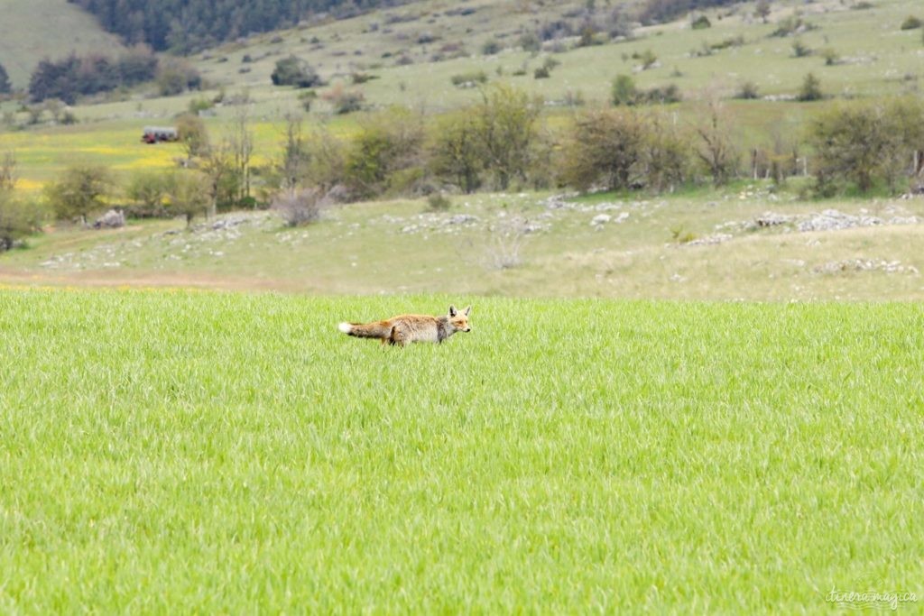 Sauvage, sublime Lozère : échappées en liberté