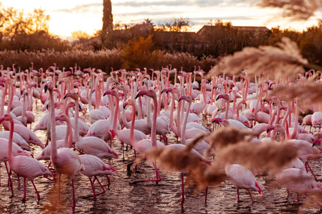 La Camargue en vidéo : 8 min de beauté